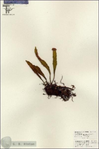 URN_catalog_HBHinton_herbarium_26193.jpg.jpg