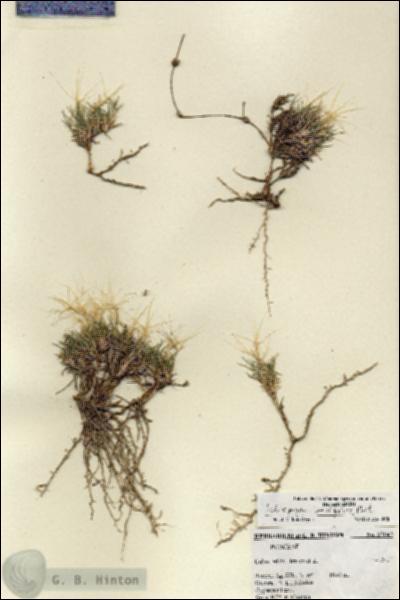 URN_catalog_HBHinton_herbarium_27042.jpg.jpg
