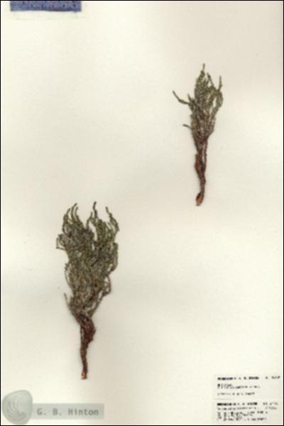 URN_catalog_HBHinton_herbarium_24468.jpg.jpg
