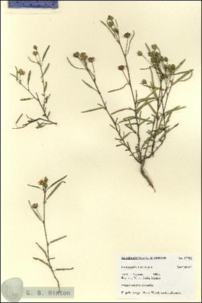 URN_catalog_HBHinton_herbarium_27782.jpg.jpg