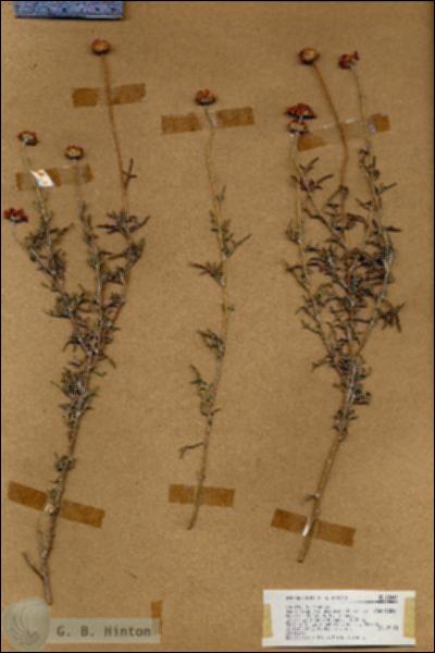 URN_catalog_HBHinton_herbarium_18044.jpg.jpg