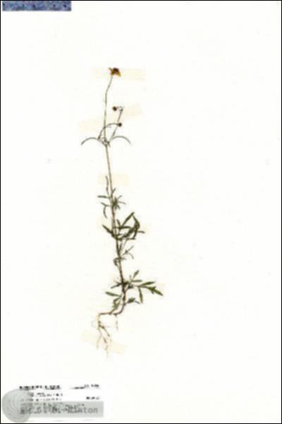 URN_catalog_HBHinton_herbarium_19764.jpg.jpg