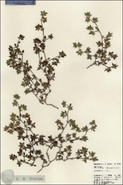 URN_catalog_HBHinton_herbarium_23869.jpg.jpg