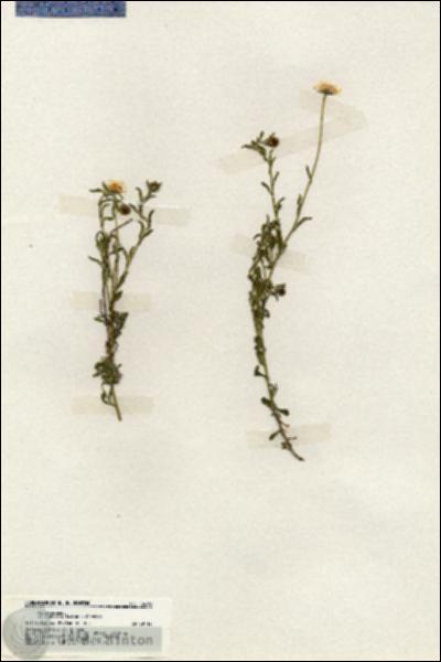 URN_catalog_HBHinton_herbarium_19693.jpg.jpg