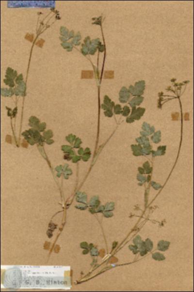 URN_catalog_HBHinton_herbarium_17379.jpg.jpg