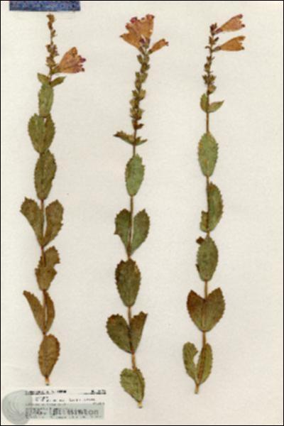 URN_catalog_HBHinton_herbarium_20536.jpg.jpg