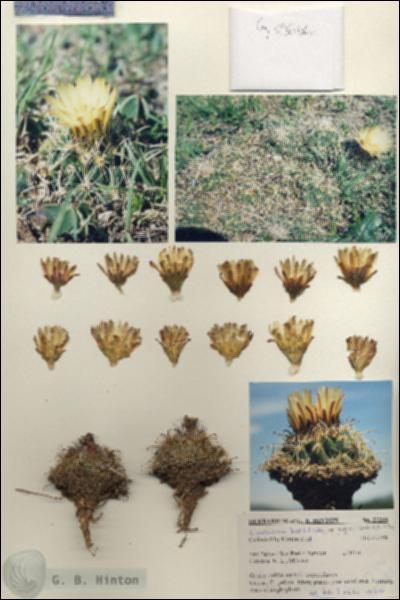URN_catalog_HBHinton_herbarium_27206.jpg.jpg