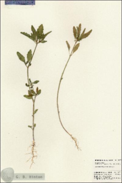URN_catalog_HBHinton_herbarium_24830.jpg.jpg