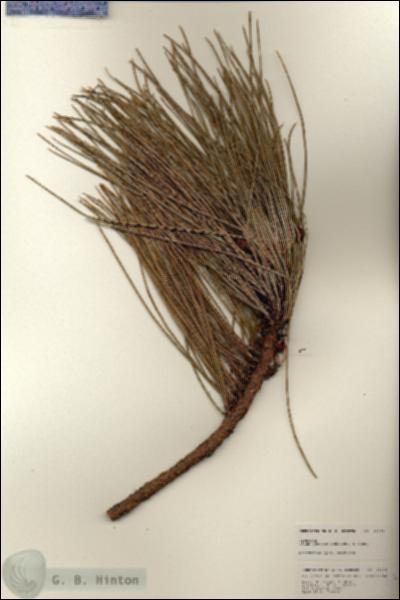 URN_catalog_HBHinton_herbarium_25172.jpg.jpg