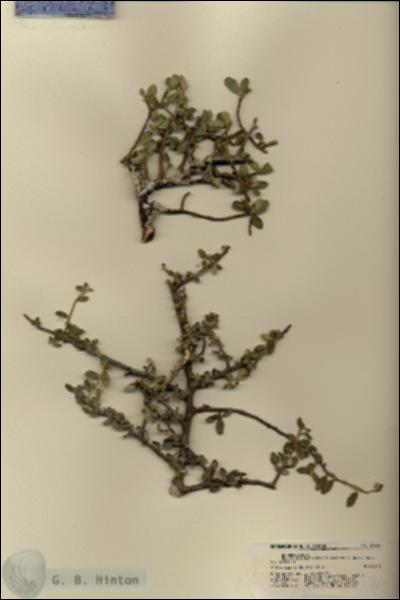 URN_catalog_HBHinton_herbarium_21466.jpg.jpg