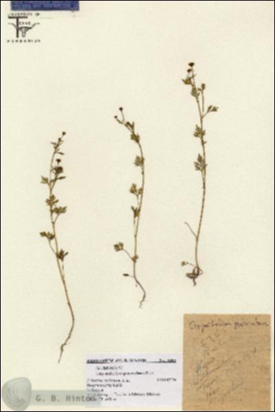 URN_catalog_HBHinton_herbarium_6365.jpg.jpg