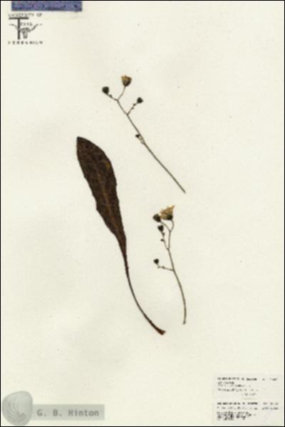 URN_catalog_HBHinton_herbarium_26446.jpg.jpg