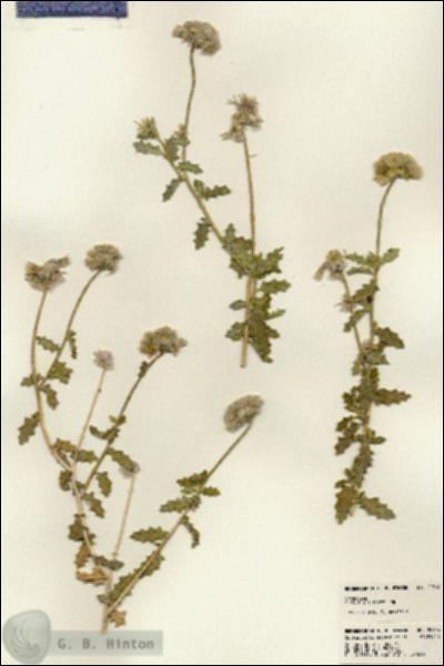 URN_catalog_HBHinton_herbarium_22814.jpg.jpg