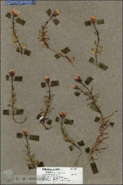 URN_catalog_HBHinton_herbarium_19841.jpg.jpg