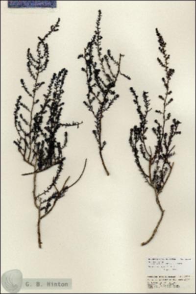 URN_catalog_HBHinton_herbarium_25722.jpg.jpg
