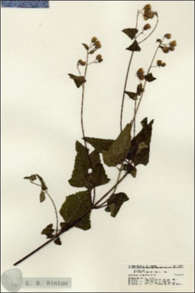 URN_catalog_HBHinton_herbarium_21280.jpg.jpg