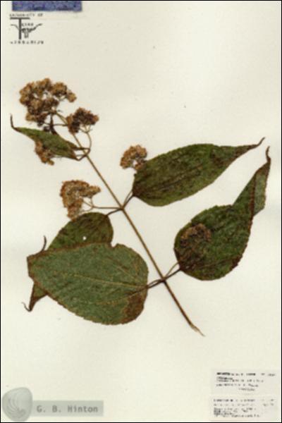 URN_catalog_HBHinton_herbarium_26297.jpg.jpg