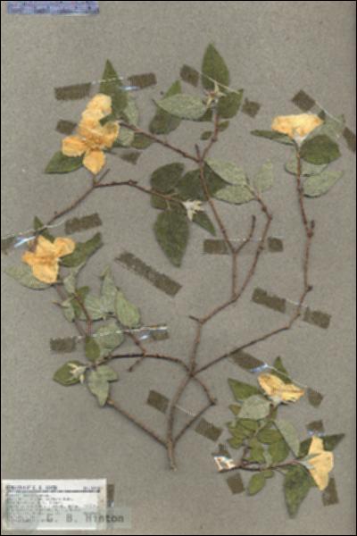 URN_catalog_HBHinton_herbarium_18145.jpg.jpg
