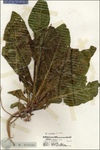 URN_catalog_HBHinton_herbarium_20167.jpg.jpg