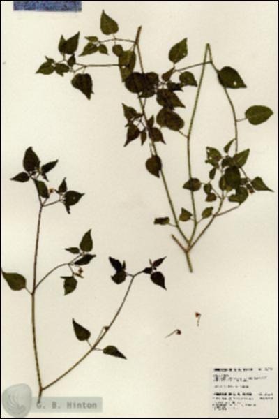 URN_catalog_HBHinton_herbarium_24206.jpg.jpg