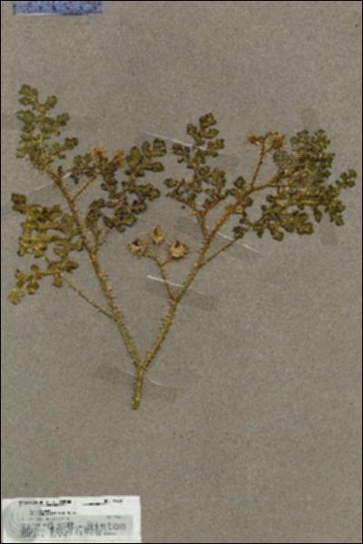 URN_catalog_HBHinton_herbarium_19659.jpg.jpg