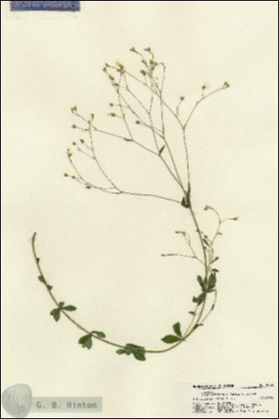 URN_catalog_HBHinton_herbarium_22305.jpg.jpg