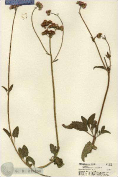 URN_catalog_HBHinton_herbarium_22372.jpg.jpg