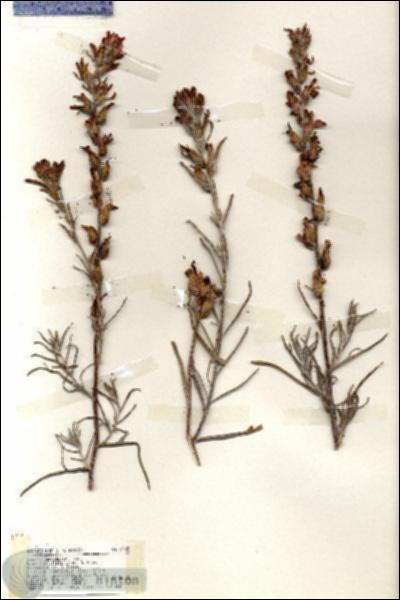 URN_catalog_HBHinton_herbarium_19443.jpg.jpg
