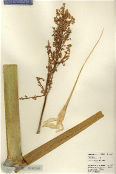 URN_catalog_HBHinton_herbarium_22837.jpg.jpg