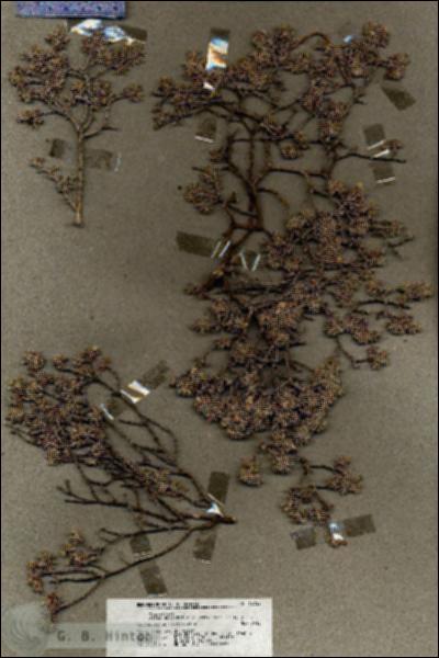 URN_catalog_HBHinton_herbarium_18752.jpg.jpg
