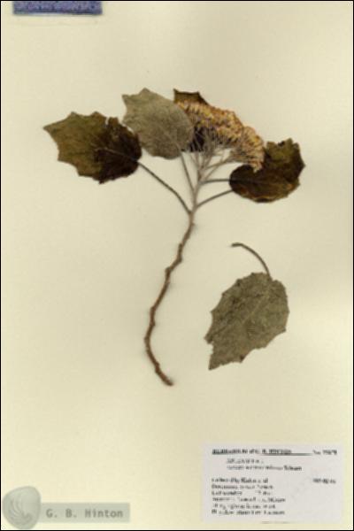 URN_catalog_HBHinton_herbarium_19270.jpg.jpg