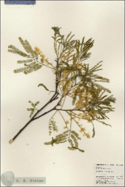 URN_catalog_HBHinton_herbarium_24235.jpg.jpg