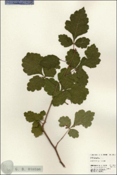URN_catalog_HBHinton_herbarium_23900.jpg.jpg