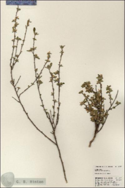 URN_catalog_HBHinton_herbarium_24253.jpg.jpg