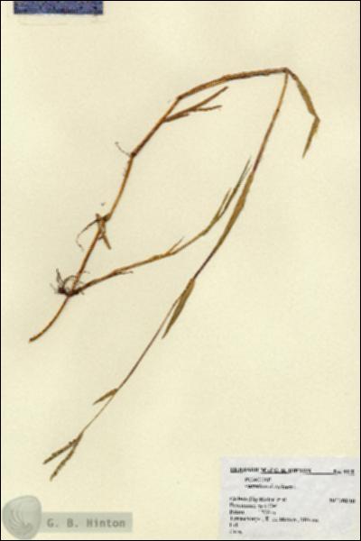 URN_catalog_HBHinton_herbarium_4418.jpg.jpg