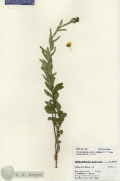 URN_catalog_HBHinton_herbarium_27404.jpg.jpg