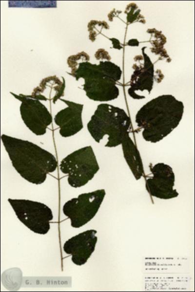 URN_catalog_HBHinton_herbarium_25016.jpg.jpg