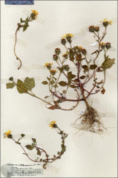 URN_catalog_HBHinton_herbarium_19874.jpg.jpg
