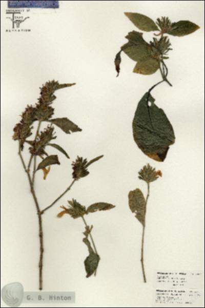 URN_catalog_HBHinton_herbarium_26475.jpg.jpg