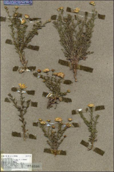 URN_catalog_HBHinton_herbarium_19435.jpg.jpg
