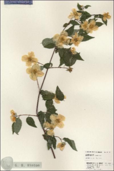 URN_catalog_HBHinton_herbarium_25262.jpg.jpg
