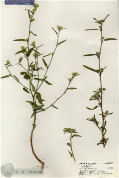 URN_catalog_HBHinton_herbarium_20542.jpg.jpg