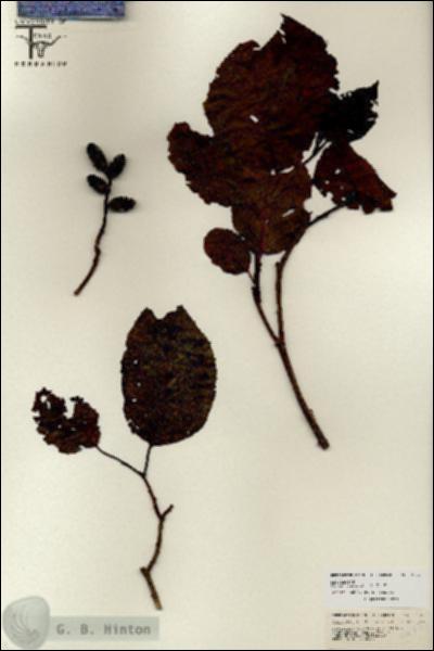 URN_catalog_HBHinton_herbarium_26721.jpg.jpg