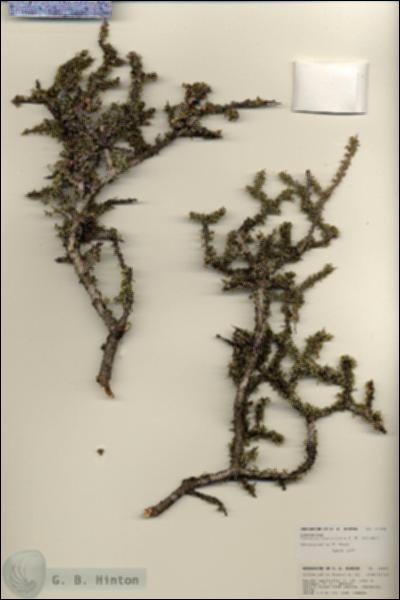 URN_catalog_HBHinton_herbarium_25999.jpg.jpg