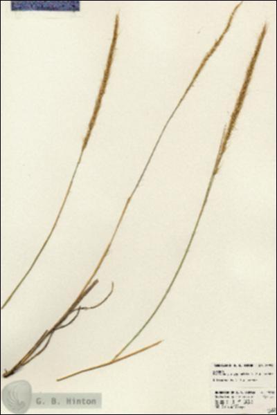 URN_catalog_HBHinton_herbarium_23999.jpg.jpg