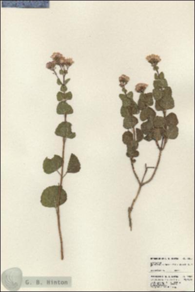 URN_catalog_HBHinton_herbarium_23595.jpg.jpg