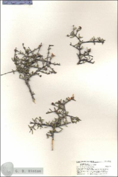 URN_catalog_HBHinton_herbarium_21077.jpg.jpg