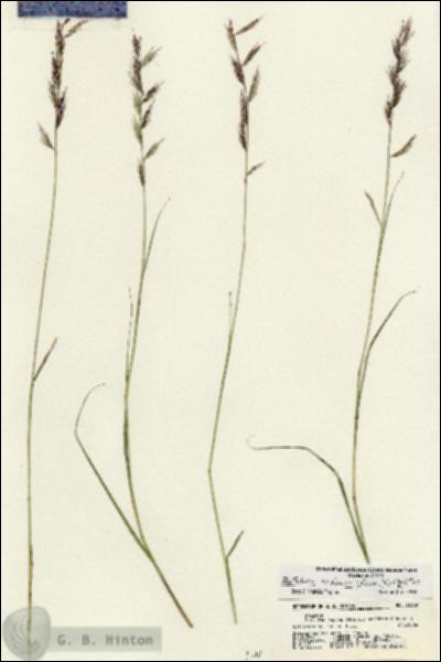 URN_catalog_HBHinton_herbarium_21379.jpg.jpg