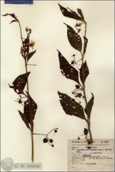 URN_catalog_HBHinton_herbarium_8089.jpg.jpg