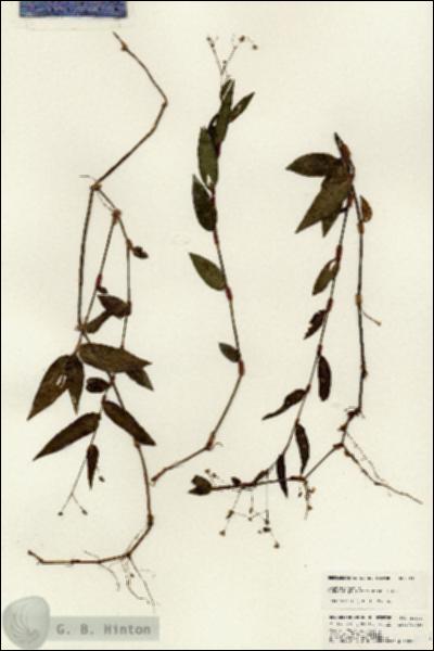 URN_catalog_HBHinton_herbarium_24631.jpg.jpg